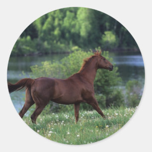 Sticker Rond Cheval de pur sang se tenant en fleurs