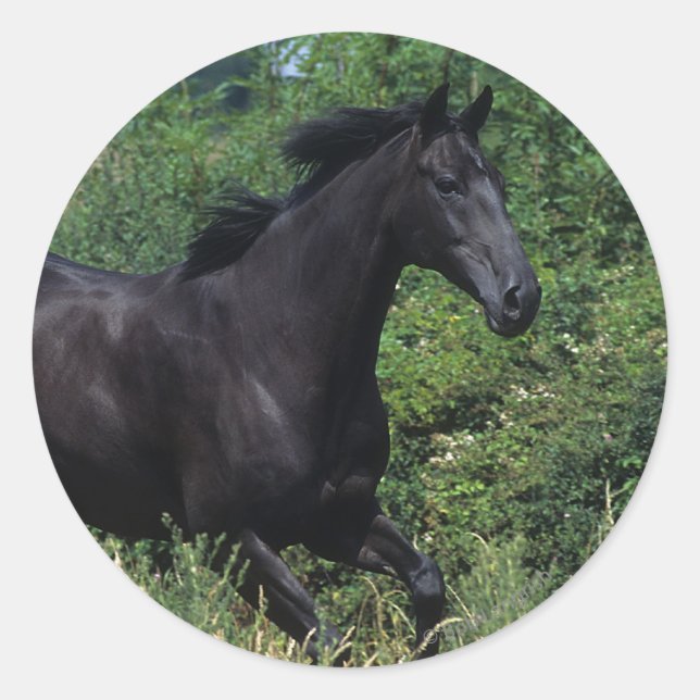 Sticker Rond Cheval de race Thoroughbred coule dans l'herbe (Devant)