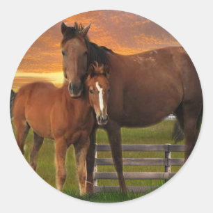 Sticker Rond Cheval et poney