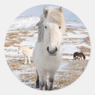 Sticker Rond Cheval islandais blanc, Islande