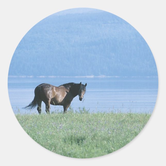 Sticker Rond Cheval, lac et paysage de montagne (Devant)