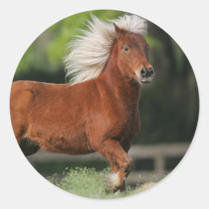 Sticker Rond Cheval miniature debout