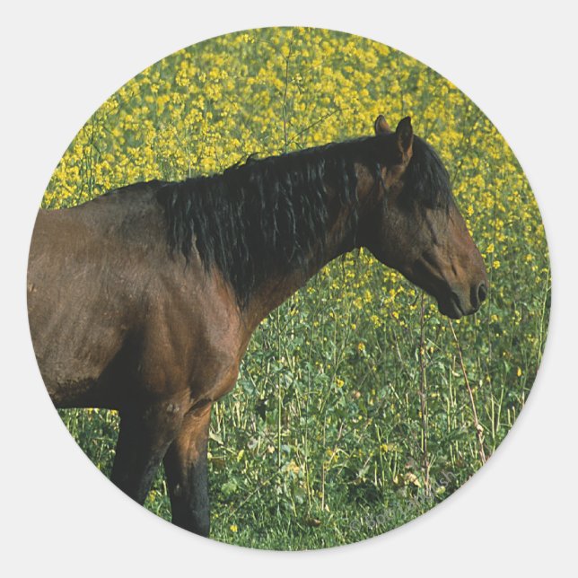 Sticker Rond Cheval Mustang sauvage debout en fleurs (Devant)