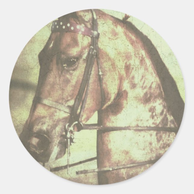 Sticker Rond Cheval saddlebred (Devant)