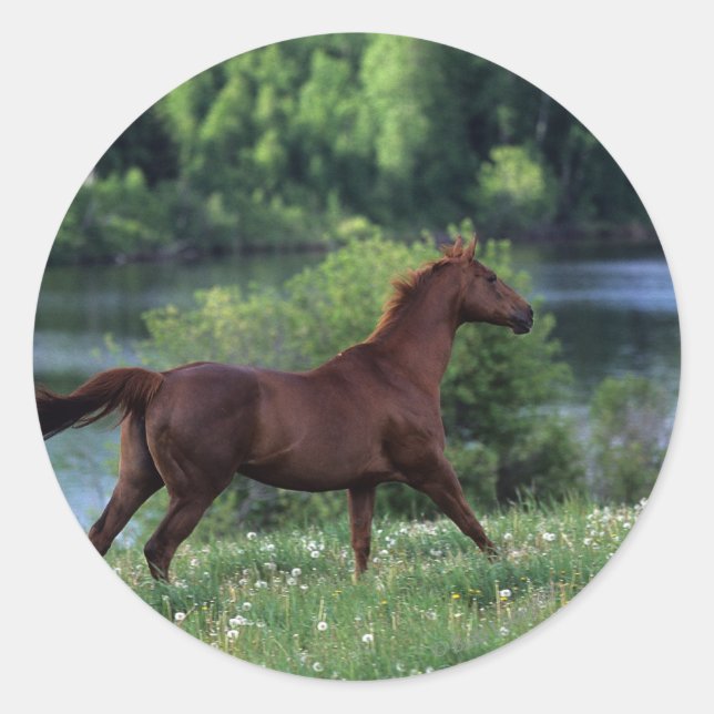 Sticker Rond Cheval Thoroughbred debout en fleurs (Devant)