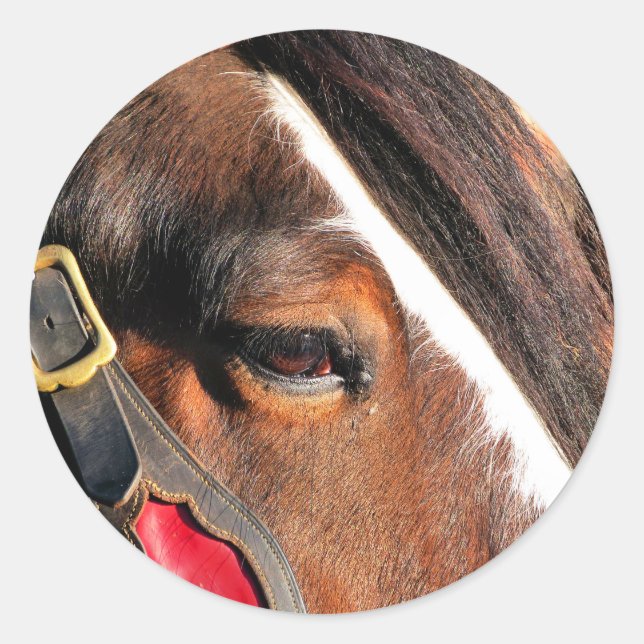 STICKER ROND CHEVAUX (Devant)