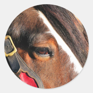 STICKER ROND CHEVAUX