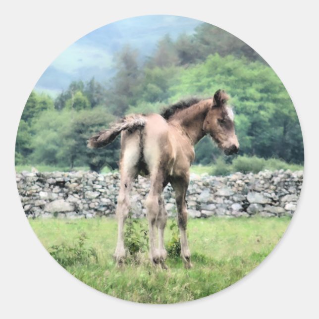 STICKER ROND CHEVAUX (Devant)