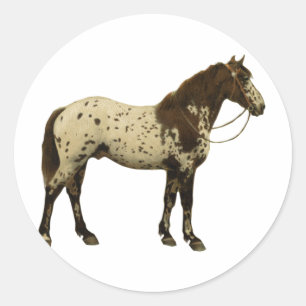 Sticker Rond Chevaux antiques - Appaloosa