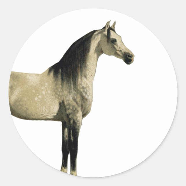Sticker Rond Chevaux antiques - Arabe (Devant)