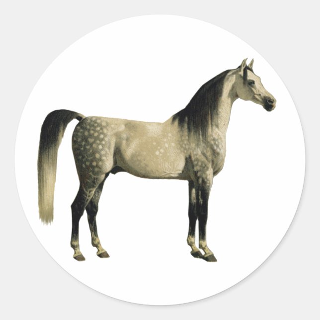 Sticker Rond Chevaux antiques - Arabian (Devant)