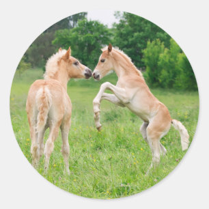 Sticker Rond Chevaux de Haflinger jolies poulains élevant