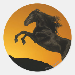 Sticker Rond Chevaux d'imaginaire : Coucher du soleil de