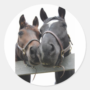 Sticker Rond Chevaux en amour