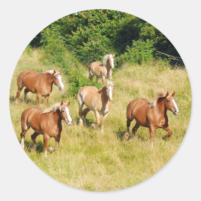 Sticker Rond Chevaux en pelage (Devant)