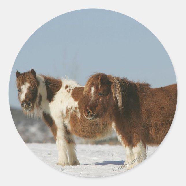 Sticker Rond Chevaux miniatures debout dans la neige (Devant)