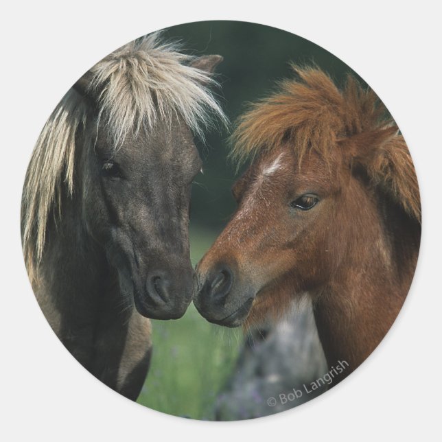Sticker Rond Chevaux miniatures Touchant (Devant)