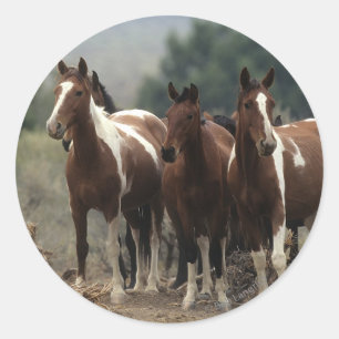 Sticker Rond Chevaux Mustang Sauvages 7