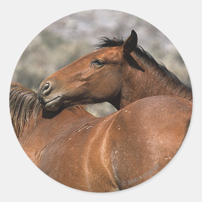 Sticker Rond Chevaux Mustang Sauvages Touchant (Devant)
