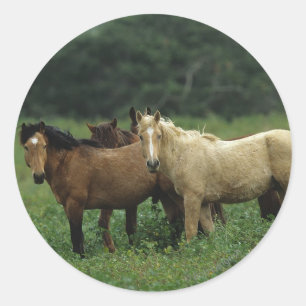 Sticker Rond Chevaux sauvages 4 de mustang