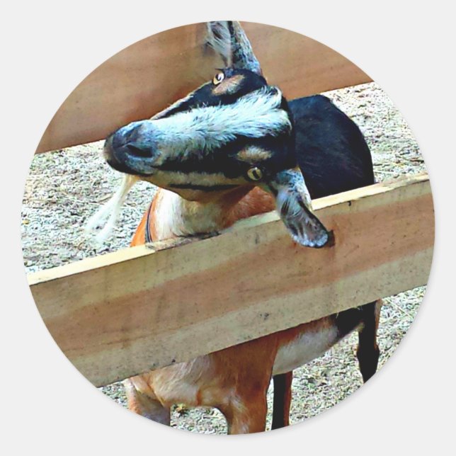 Sticker Rond Chèvre drôle - feuille d'autocollants (Devant)