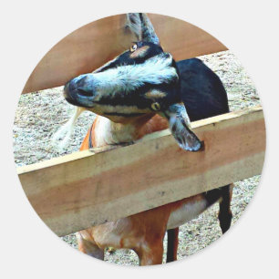 Sticker Rond Chèvre drôle - feuille d'autocollants