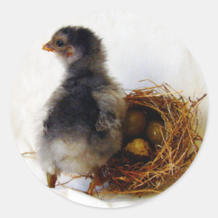 Sticker Rond Chick avec nid