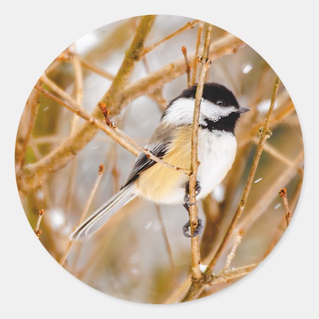 Sticker Rond Chickadee au plafond noir - Photo originale (Devant)