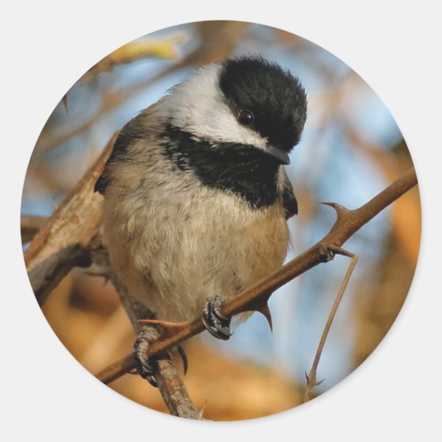 Sticker Rond Chickadee Songbird, Joli Espérant (Devant)