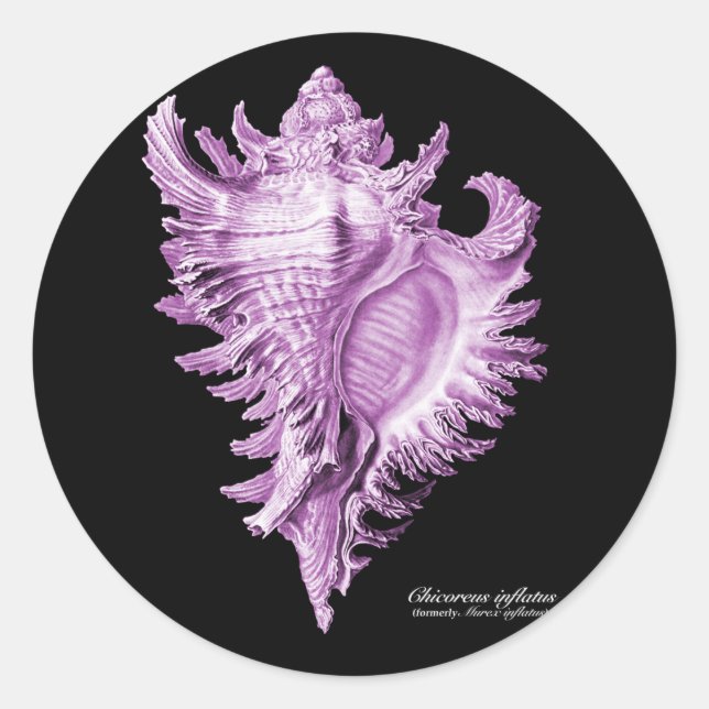 Sticker Rond Chicoreus ramosus (Devant)