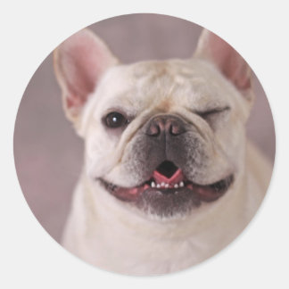 Sticker Rond Chien à ailettes fou