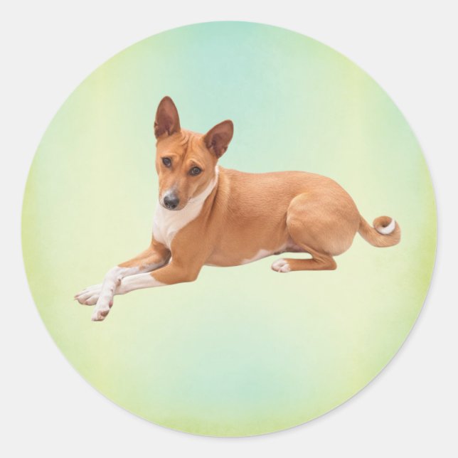Sticker Rond Chien Basenji élégant  (Devant)