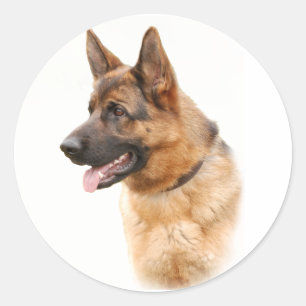 Sticker Rond Chien berger allemand