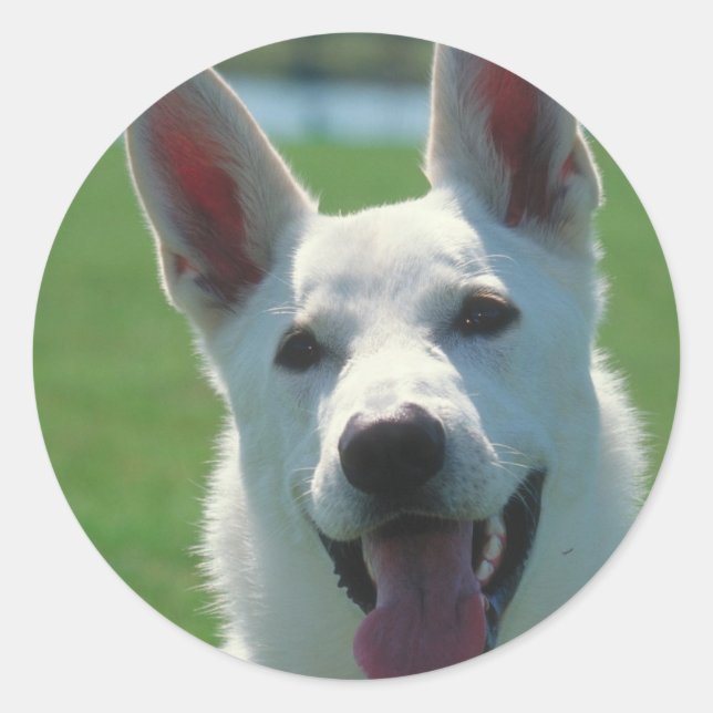Sticker Rond Chien berger allemand blanc (Devant)