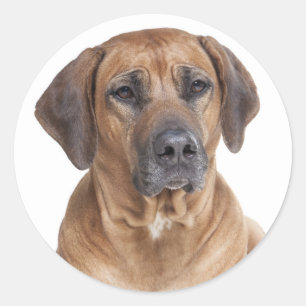 Sticker Rond Chien Chien Rhodesian Ridgeback
