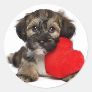 Sticker Rond Chien chiot de Valentine Havanais