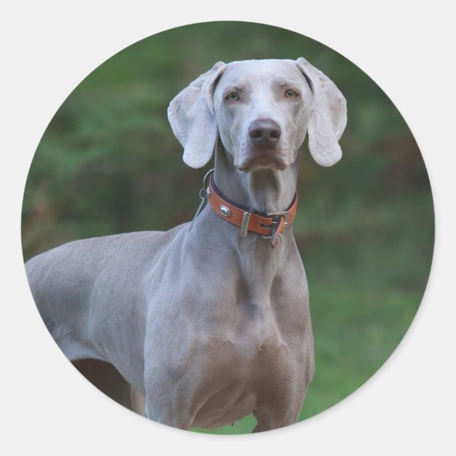 Sticker Rond Chien chiot Weimaraner (Devant)
