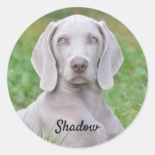 Sticker Rond Chien coquelicot Weimaraner personnalisé (Devant)