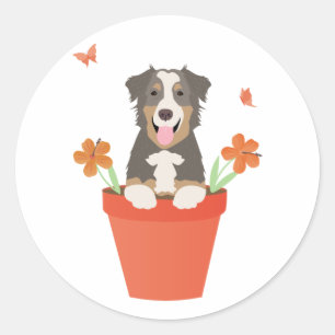 Sticker Rond Chien De Berger Australien En Pot De Fleurs