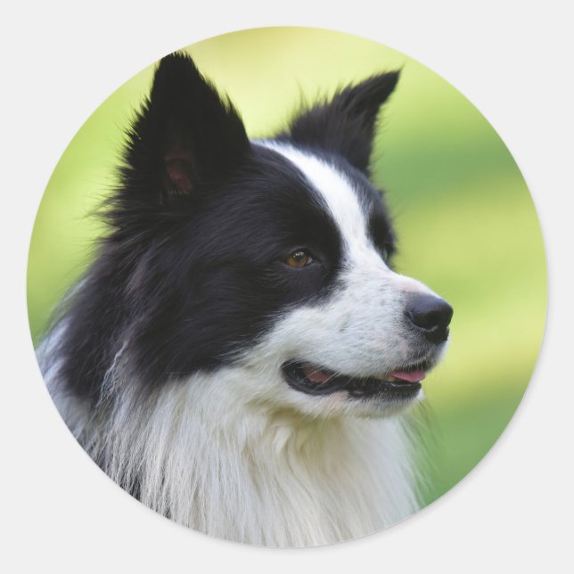 Sticker Rond Chien de berger border collie noir et blanc (Devant)