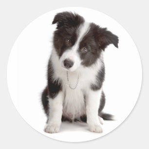 Sticker Rond Chien de berger border collie noir et blanc