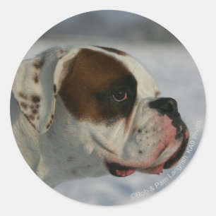 Sticker Rond Chien de boxe dans la neige