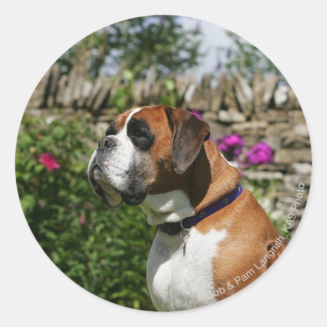 Sticker Rond Chien de boxe dans les fleurs (Devant)