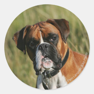 Sticker Rond Chien de boxeur regardant fixement