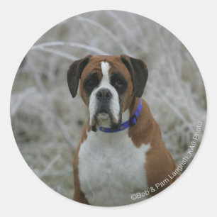 Sticker Rond Chien de boxeur se reposant dans le Frost