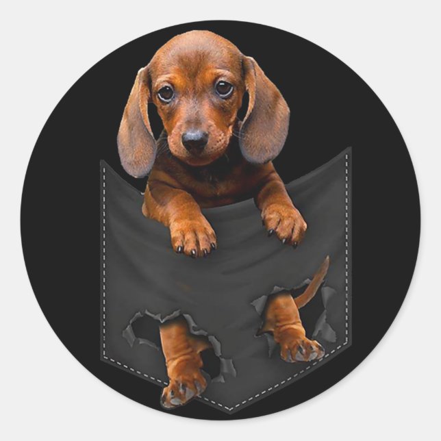 Sticker Rond Chien de chien Dans My Pocket Dachshund Weiner Dog (Devant)