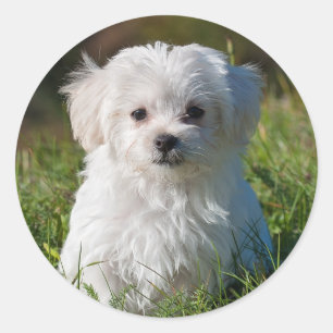 Sticker Rond Chien de chiot maltais blanc farci