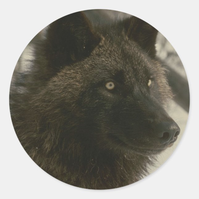 Sticker Rond Chien de loup noir (Devant)