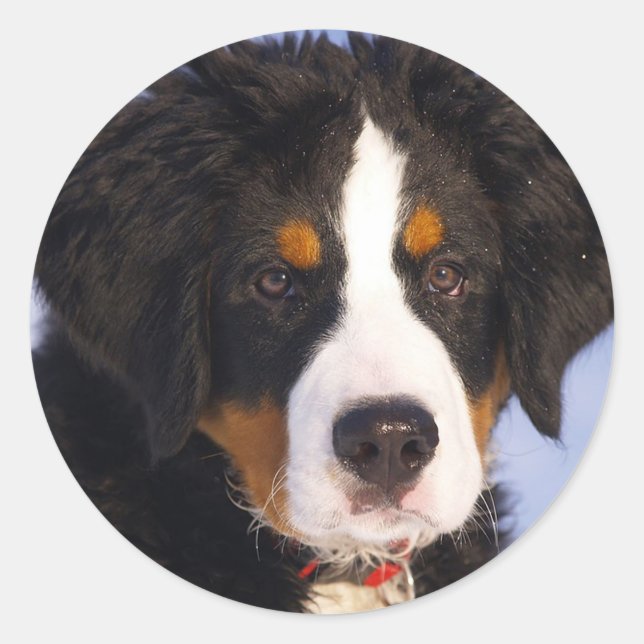 Sticker Rond Chien de montagne bernois (Devant)