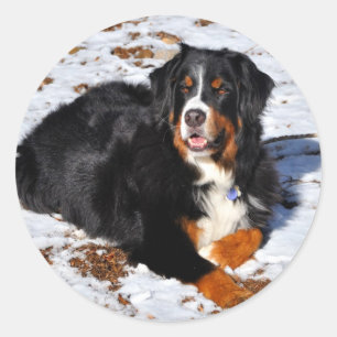Sticker Rond Chien de montagne bernois jouant à la neige hivern